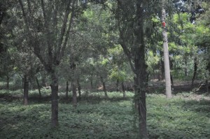 DSC_9650